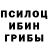 Галлюциногенные грибы Psilocybine cubensis Alpha King